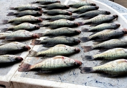 fish-10.37.40